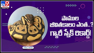 Raisins with Milk: ఈ పాలు ఆరోగ్యానికి ఎంత మంచివో తెలుసా.. రోజూ ఇలాగే తాగుతారు..!(వీడియో)