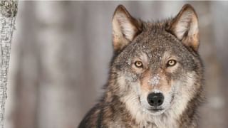 Kalpana Chawla:అంతరిక్షయానంలో తొలి భారత మహిళా వ్యోమగామి ‘కల్పనా చావ్లా’ చివరి జీవన ప్రయాణం