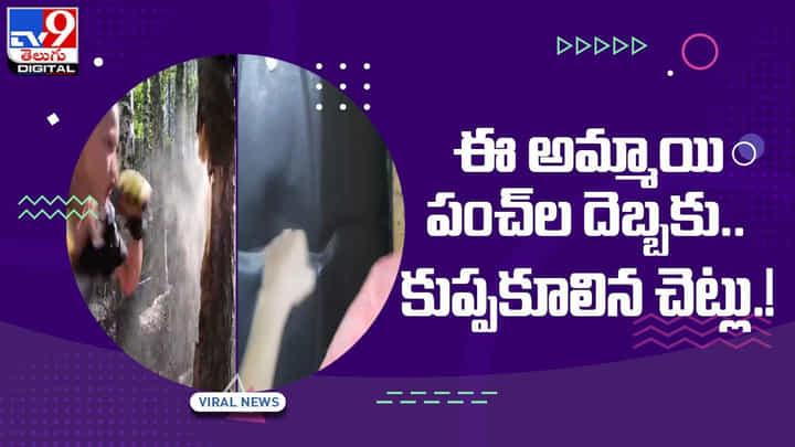 ఈ అమ్మాయి పంచ్ల దెబ్బకు ఏకంగా కుప్పకూలిన చెట్లు !! వీడియో ఈ అమ్మాయి పంచ్ల దెబ్బకు ఏకంగా కుప్పకూలిన చెట్లు !! వీడియో