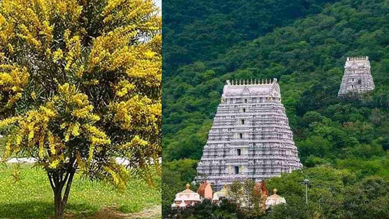 Tirupati: టీటీడీ సంచలన నిర్ణయం.. అకేషియా చెట్లకు మంగళం.. వాటి ప్లేస్‌లో ఏమి చేయబోతున్నారంటే..