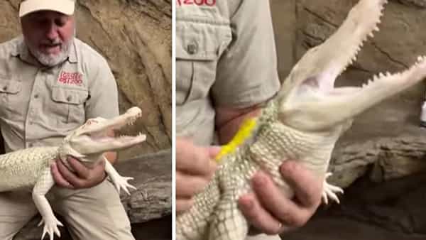Viral Video: మొసళ్లకు కూడా చక్కిలిగింతలు.. సోషల్ మీడియాలో మొసలి నవ్వుతున్న వీడియో వైరల్