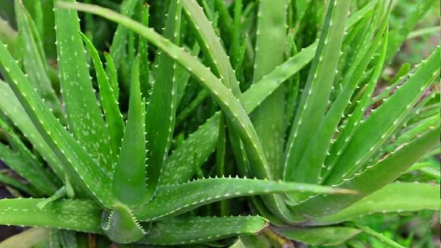 Aloe vera: కలబంద సాగుతో మంచి లాభాలు.. తక్కువ పెట్టుబడి ఎక్కువ ఆదాయం..