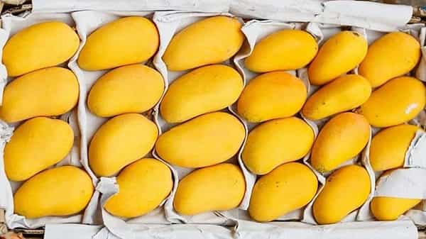 Mangoes: ఆ మామిడి వాసన, రుచి, అద్భుతం.. ధర కూడా అంతే రేంజ్లో..?