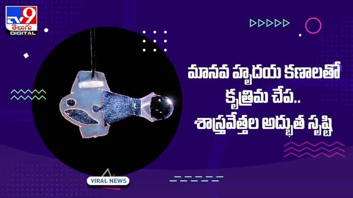 మానవ హృదయ కణాలతో కృత్రిమ చేప !! శాస్త్రవేత్తల అద్భుత సృష్టి !! వీడియో మానవ హృదయ కణాలతో కృత్రిమ చేప !! శాస్త్రవేత్తల అద్భుత సృష్టి !! వీడియో