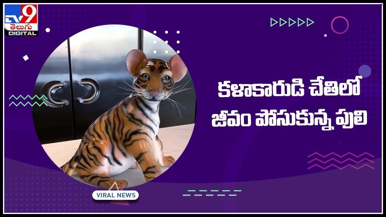 Tiger Viral Video: వావ్ ఎం ఐడియా గురు..! కళాకారుడి చేతిలో జీవం పోసుకున్న పులి..  చాక్లెట్ టైగర్ వీడియో