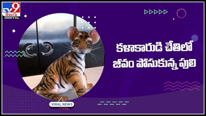 Tiger Viral Video: వావ్ ఎం ఐడియా గురు..! కళాకారుడి చేతిలో జీవం పోసుకున్న పులి.. చాక్లెట్ టైగర్ వీడియో Tiger Viral Video: వావ్ ఎం ఐడియా గురు..! కళాకారుడి చేతిలో జీవం పోసుకున్న పులి.. చాక్లెట్ టైగర్ వీడియో