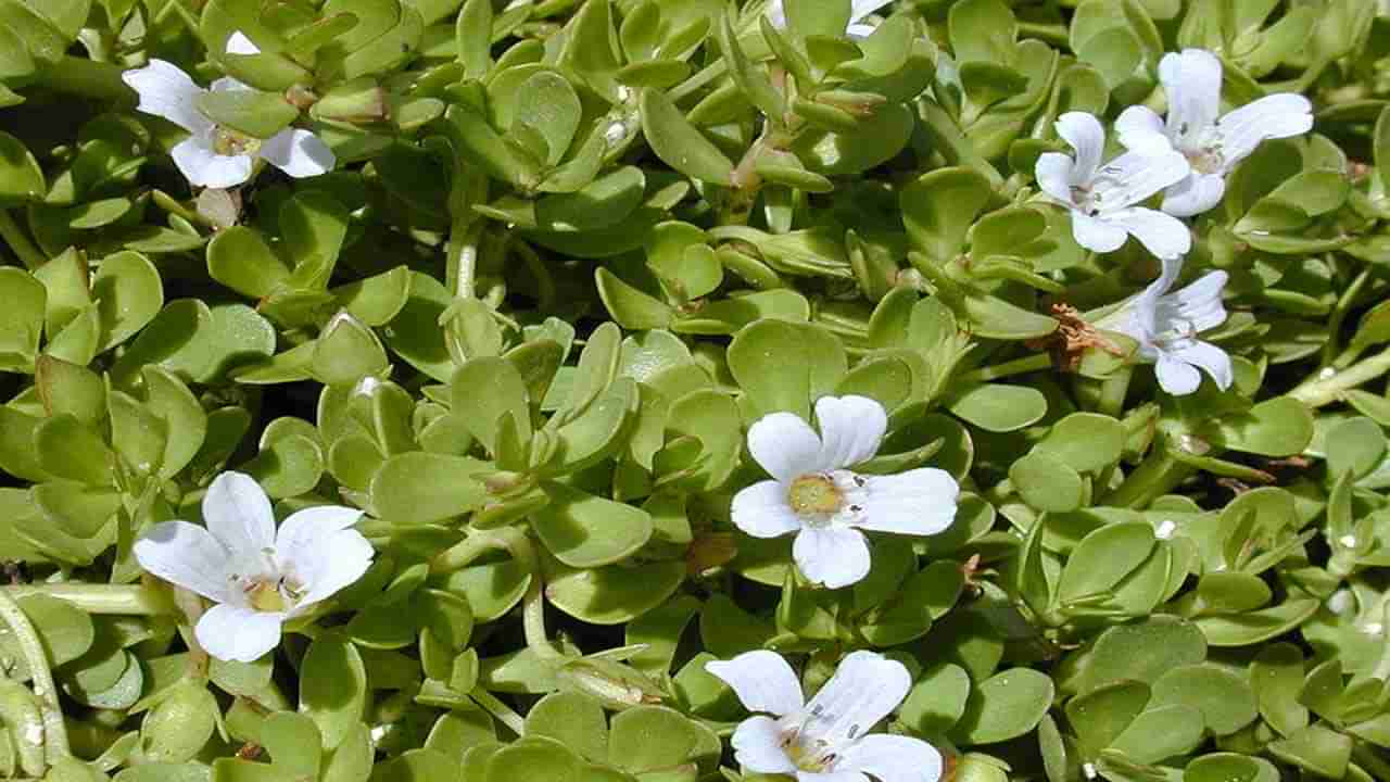 Bacopa Monnieri: సాంప్రదాయ ఆయుర్వేద వైద్యంలో శతాబ్దాలుగా ఉపయోగిస్తున్న నీటి బ్రాహ్మీ ఆరోగ్య ఉపయోగాలు ఎన్నో..