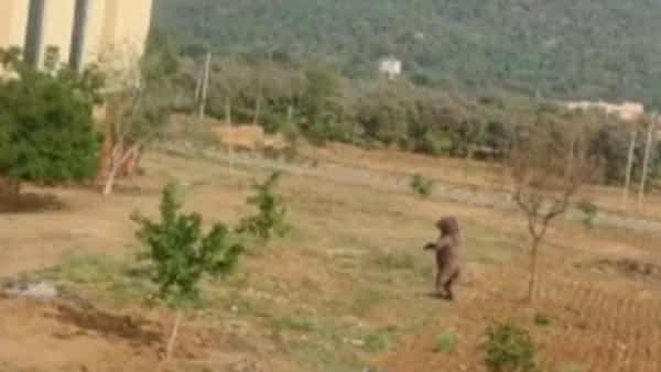 Bear HulChul: ఇడుపులపాయ ట్రిపుల్ ఐటీ క్యాంపస్ లో ఎలుగుబంటి కలకలం.. భయభ్రాంతులకు గురైన విద్యార్ధులు