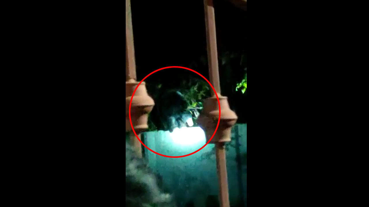 Viral Video: అర్ధరాత్రి గోడదూకి ఇంట్లో దూరిన ఎలుగుబంటి.. ఆ తరువాత ఏం చేసిందో మీరే చూడండి..!