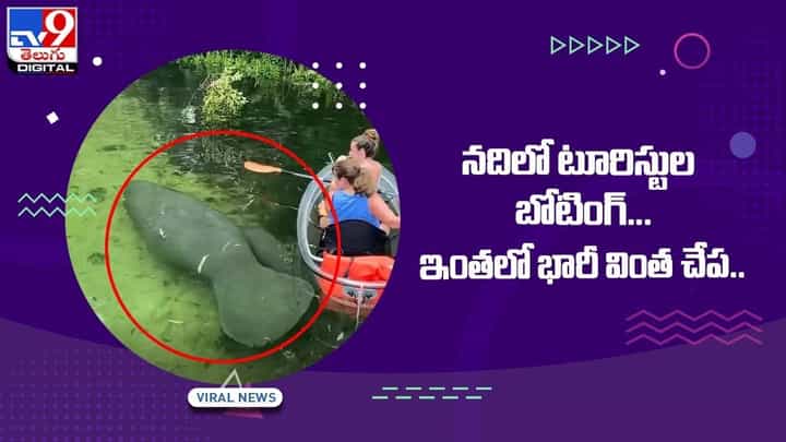 నదిలో టూరిస్టుల బోటింగ్ !! ఇంతలో భారీ వింత చేప !! వీడియో నదిలో టూరిస్టుల బోటింగ్ !! ఇంతలో భారీ వింత చేప !! వీడియో