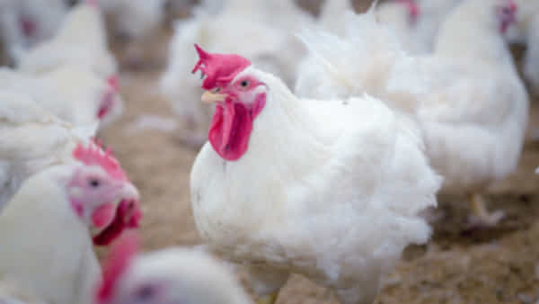Bird flu: బర్డ్ ఫ్లూ కలకలం.. వేలాది కోళ్లను చంపేయాలని అధికారుల నిర్ణయం