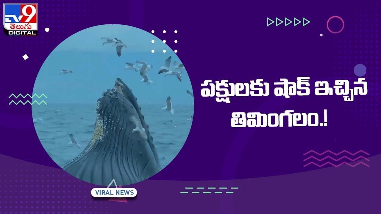 Viral Video: పక్షులకు షాక్‌ ఇచ్చిన తమింగలం !! వీడియో చూస్తే షాకే !!