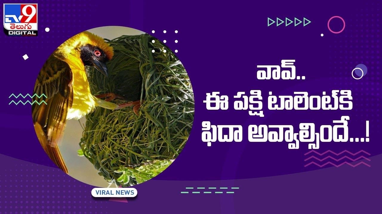 ఈ పక్షి టాలెంట్‌కి ఫిదా అవ్వాల్సిందే !! నెట్టింట వైరల్‌ అవుతున్న వీడియో