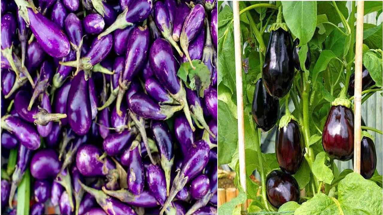 Brinjal Benefits బరువు తగ్గడానికి, మెదడు చురుకుగా పనిచేయడానికి వారంలో