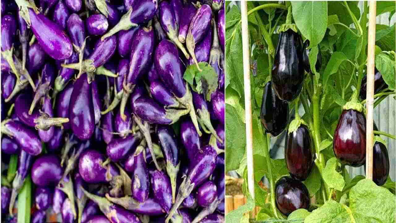 Brinjal Benefits: బరువు తగ్గడానికి, మెదడు చురుకుగా పనిచేయడానికి వారంలో ఒకసారైనా వంకాయను తినే ఆహారంలో చేర్చుకోండి..