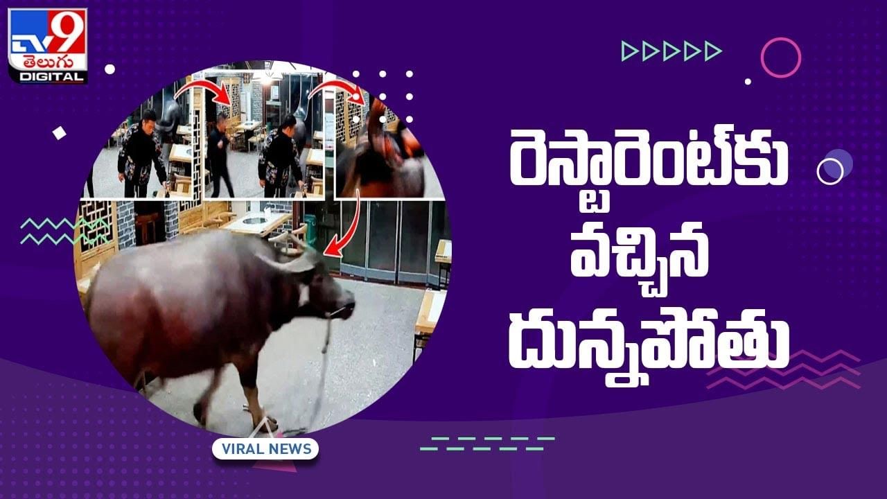 రెస్టారెంట్‌కు వచ్చిన దున్నపోతు !! వీడియో చూస్తే షాక్