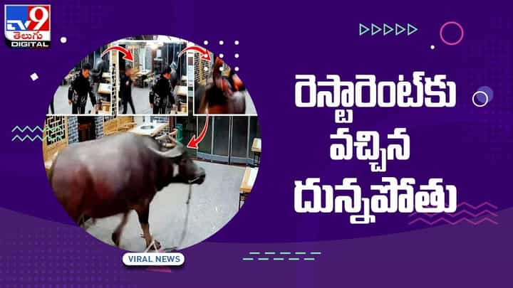 రెస్టారెంట్కు వచ్చిన దున్నపోతు !! వీడియో చూస్తే షాక్ రెస్టారెంట్కు వచ్చిన దున్నపోతు !! వీడియో చూస్తే షాక్