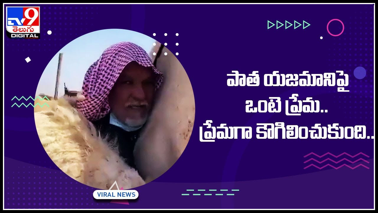 Camel Hug Video: పాత యజమానిపై ఒంటె ప్రేమ..  ప్రేమగా కౌగిలించుకుని మరి.. వైరల్ అవుతున్న వీడియో..