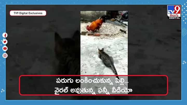 Viral Video: కోడిని ఎటాక్ చేయబోయిన పిల్లి సీన్ రివర్స్ కావడంతో !! వీడియో Viral Video: కోడిని ఎటాక్ చేయబోయిన పిల్లి సీన్ రివర్స్ కావడంతో !! వీడియో