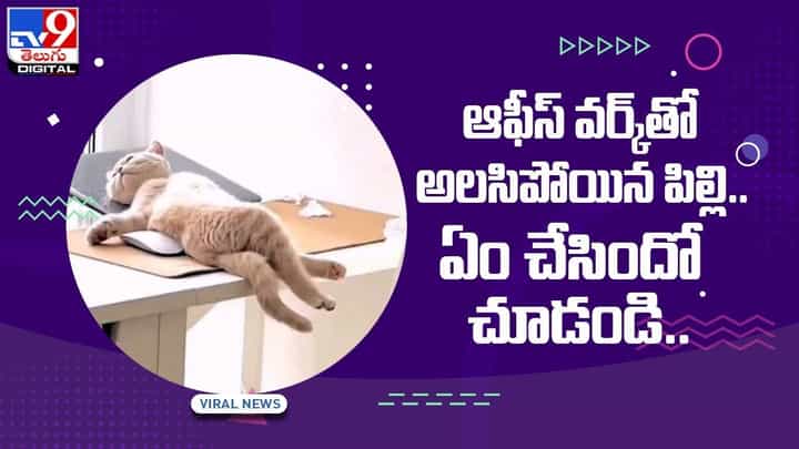 ఆఫీస్ వర్క్తో అలసిపోయిన పిల్లి.. ఏం చేసిందో చూడండి.. వీడియో ఆఫీస్ వర్క్తో అలసిపోయిన పిల్లి.. ఏం చేసిందో చూడండి.. వీడియో