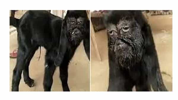 Viral News: ఈ జంతువు కళ్లు పుర్రె మధ్యలో.. బాబోయ్ ఇది నిజంగా మేకేనా..?