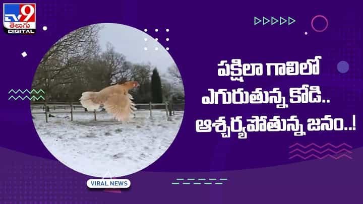 Viral Video: పక్షిలా గాలిలో ఎగురుతున్న కోడి.. ఆశ్చర్యపోతున్న జనం !! వీడియో Viral Video: పక్షిలా గాలిలో ఎగురుతున్న కోడి.. ఆశ్చర్యపోతున్న జనం !! వీడియో