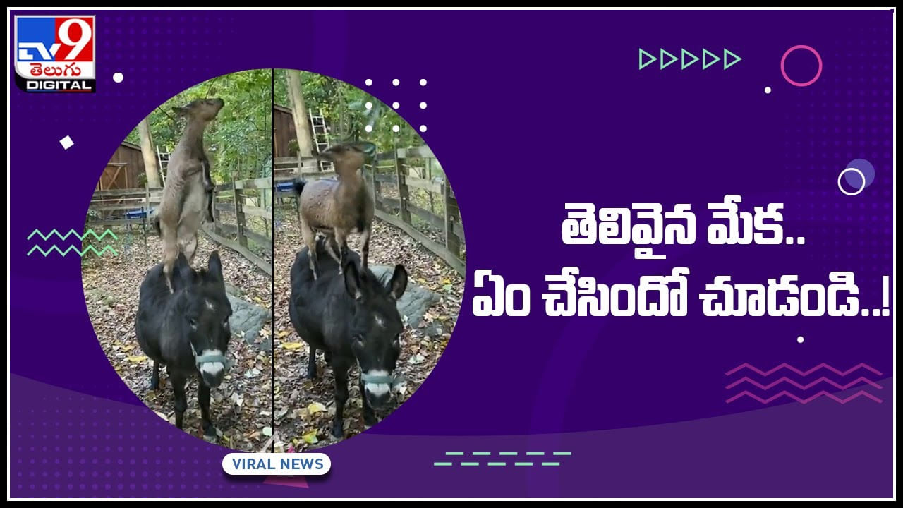 Goat and Donkey Video: ఈ మేక చాలా తెలివైంది..! చెట్టుపై ఆకుల్ని ఎలా అందుకుందో చూడండి.. వైరల్ అవుతున్న వీడియో..