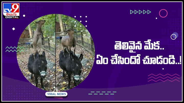 Goat and Donkey Video: ఈ మేక చాలా తెలివైంది..! చెట్టుపై ఆకుల్ని ఎలా అందుకుందో చూడండి.. వైరల్ అవుతున్న వీడియో.. Goat and Donkey Video: ఈ మేక చాలా తెలివైంది..! చెట్టుపై ఆకుల్ని ఎలా అందుకుందో చూడండి.. వైరల్ అవుతున్న వీడియో..
