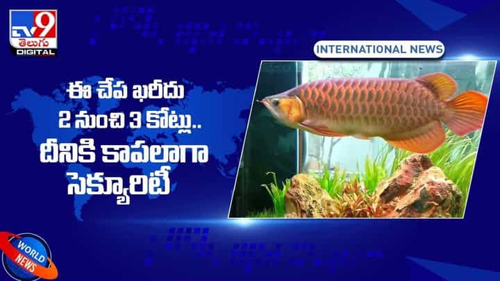 Costly Fish: ఈ చేప ఖరీదు 2 నుంచి 3 కోట్లు !! ఎందుకంత క్రేజ్ అంటే ?? వీడియో Costly Fish: ఈ చేప ఖరీదు 2 నుంచి 3 కోట్లు !! ఎందుకంత క్రేజ్ అంటే ?? వీడియో