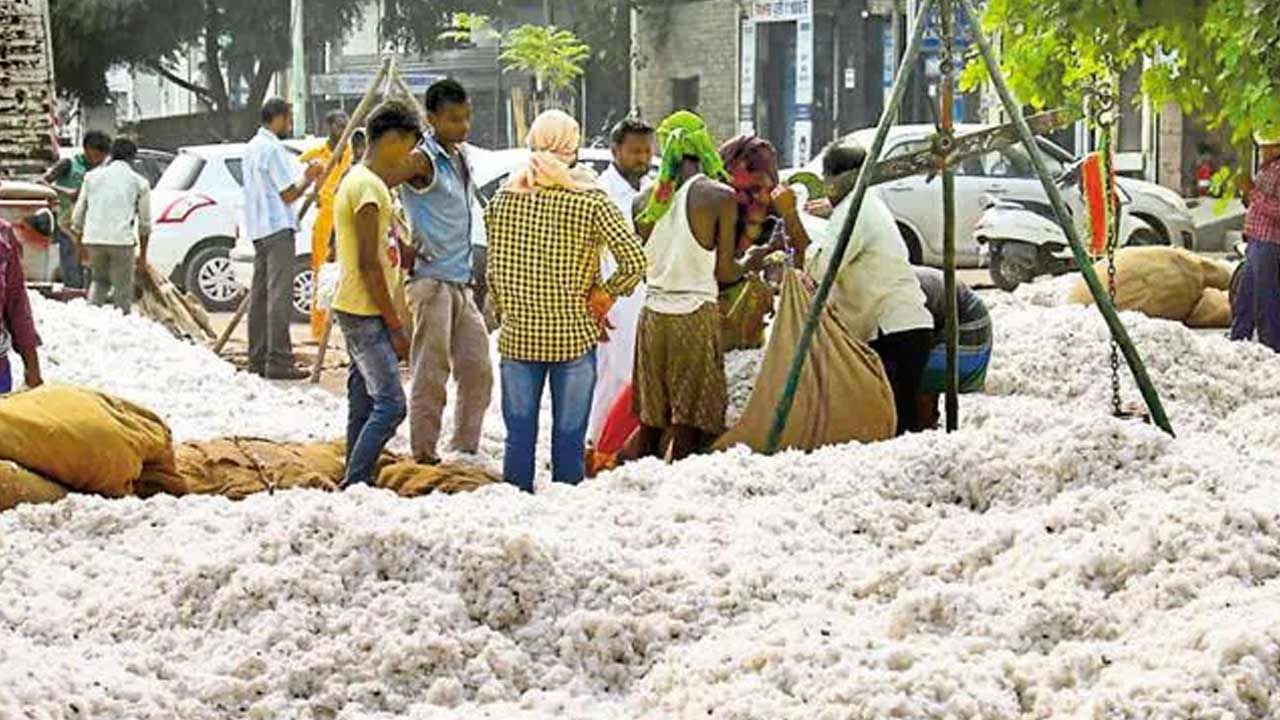 Cotton Price Today: ఆల్ టైం రికార్డ్ స్థాయికి తెల్లబంగారం ధర.. క్వింటాల్ పత్తి ధర రూ. 10,759..