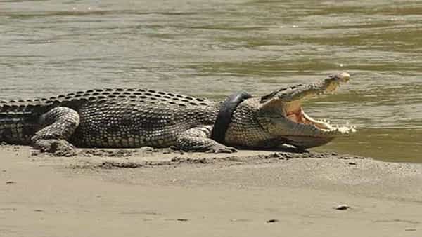 Crocodile: ఆరేళ్ల తరువాత మొసలికి విముక్తి.. మెడలోని టైరును తొలగించిన సాహసికుడు.. ప్రశంసల వర్షం కురిపిస్తున్న నెటిజన్లు