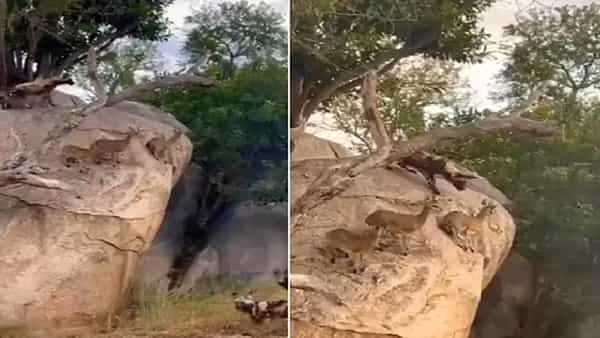 Viral Video: దమ్ముంటే ఇక్కడకు వచ్చేయండి చూద్దాం.. వేటగాళ్లకు జింకల సవాల్.. వీడియో