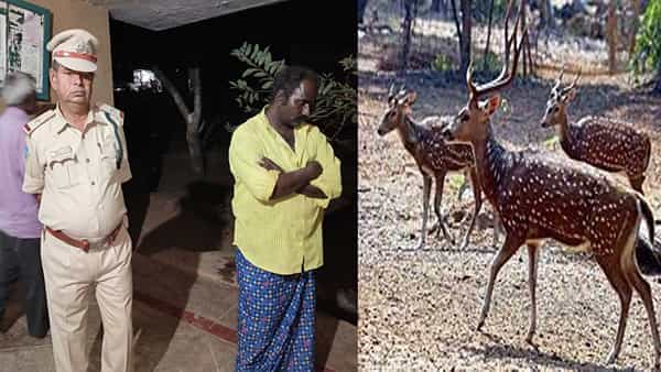 Anantapuram: అనంతలో జింక మాంసం కలకలం.. మాంసం వండుతున్న వ్యక్తిని రెడ్ హ్యాండెడ్గా పట్టుకున్న అధికారులు
