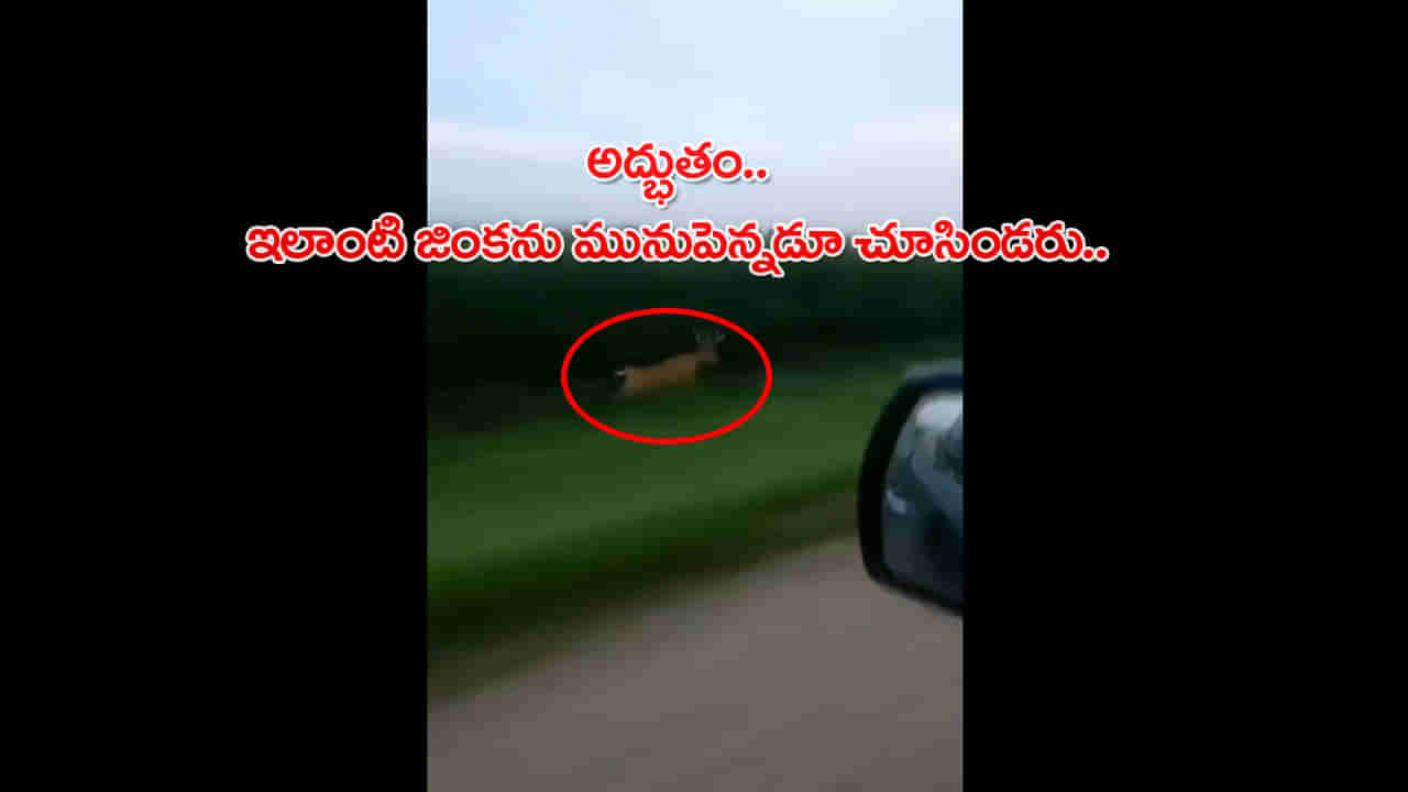 Viral Video: అద్భుతం.. కారు వేగానికి ఛాలెంజ్ విసిరిన జింక.. చిరుతను మించిన వేగంతో పరెత్తింది..