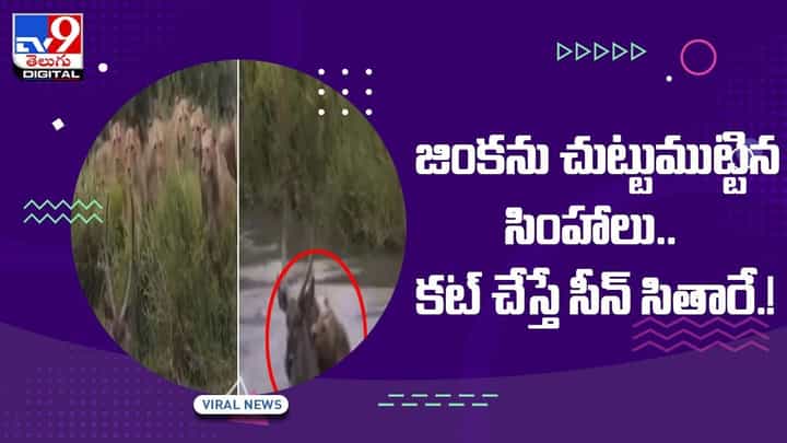 Viral Video: జింకను చుట్టుముట్టిన సింహాలు !! కట్ చేస్తే సీన్ సితారే !! వీడియో Viral Video: జింకను చుట్టుముట్టిన సింహాలు !! కట్ చేస్తే సీన్ సితారే !! వీడియో