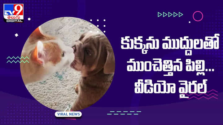Viral Video: కుక్కను ముద్దులతో ముంచెత్తిన పిల్లి !! వీడియో వైరల్ Viral Video: కుక్కను ముద్దులతో ముంచెత్తిన పిల్లి !! వీడియో వైరల్