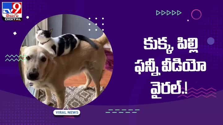 Viral Video: కుక్క, పిల్లి ఫన్నీ నెట్టింట వీడియో వైరల్ Viral Video: కుక్క, పిల్లి ఫన్నీ నెట్టింట వీడియో వైరల్