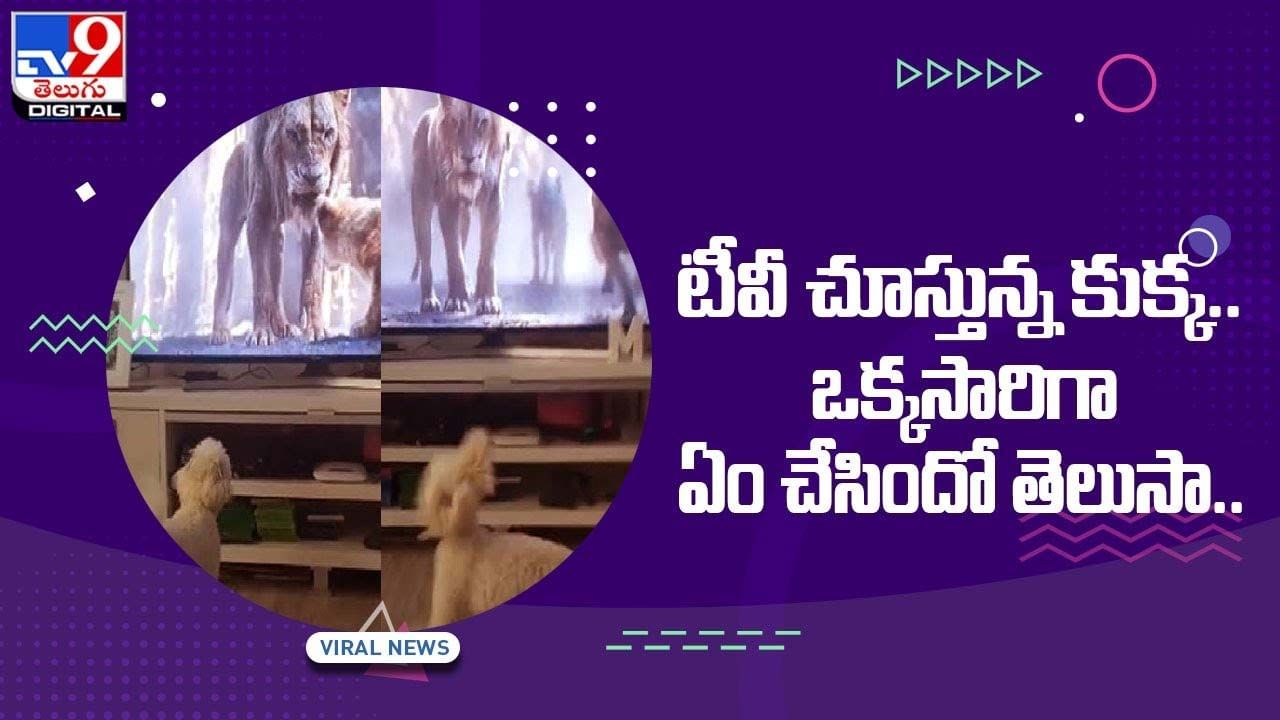 Viral Video: టీవీ చూస్తున్న కుక్క.. ఒక్కసారిగా ఏం చేసిందో తెలుసా ?? వీడియో