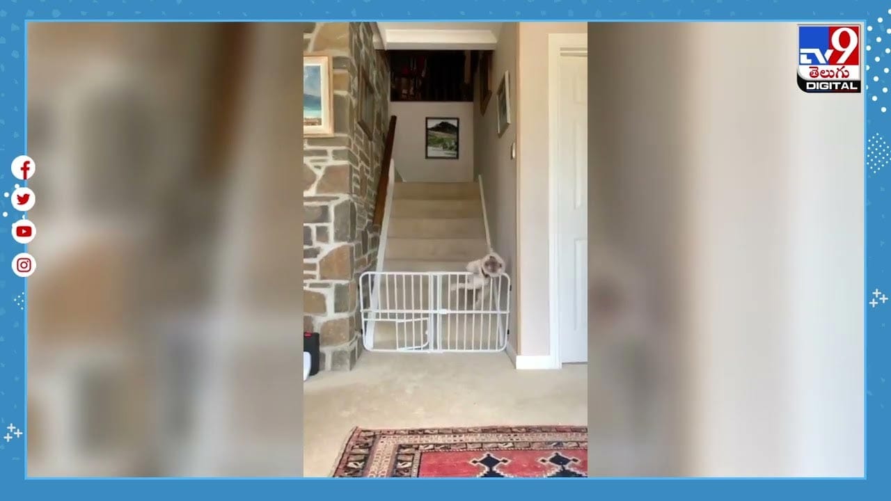 Viral Video మెట్లు దిగేందుకు బుజ్జి కుక్క ట్రిక్‌.. భలేగా ఉందే