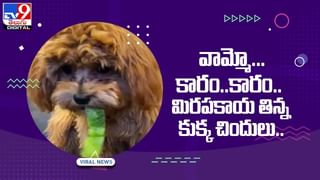 Viral Video: ఎవరైతే నాకేంటి.. కుక్కకు చుక్కలు చూపించిన కప్ప.. భీకర పోరాటంలో గెలిచిందెవరంటే..?