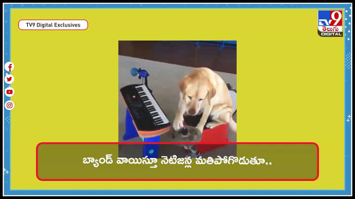 Dog Viral Video: బ్యాండ్ వాయిస్తూ నెటిజన్ల మతిపోగొడుతూ.. తగ్గేదెలే అంటున్న శునకం వైరల్ అవుతున్న వీడియో.. Dog Viral Video: బ్యాండ్ వాయిస్తూ నెటిజన్ల మతిపోగొడుతూ.. తగ్గేదెలే అంటున్న శునకం వైరల్ అవుతున్న వీడియో..
