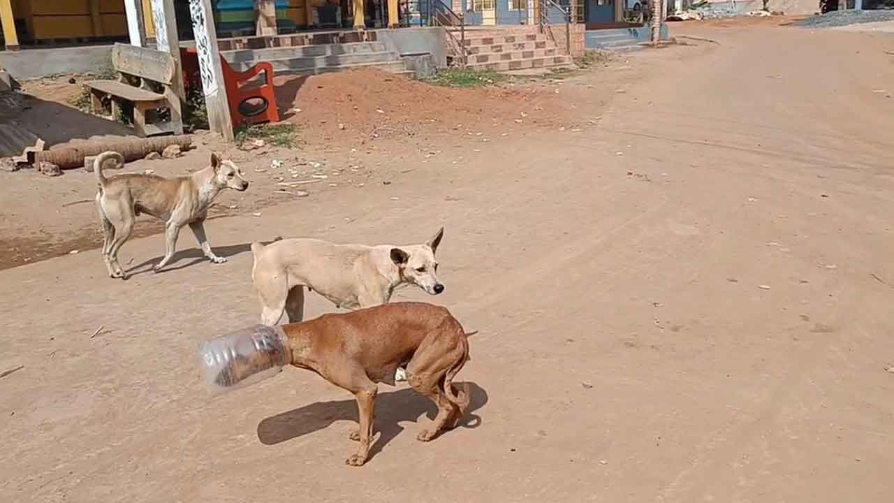 Viral Video: అయ్యో పాపం.. ఎరక్కపోయి వచ్చి... ఇరుక్కుపోయింది