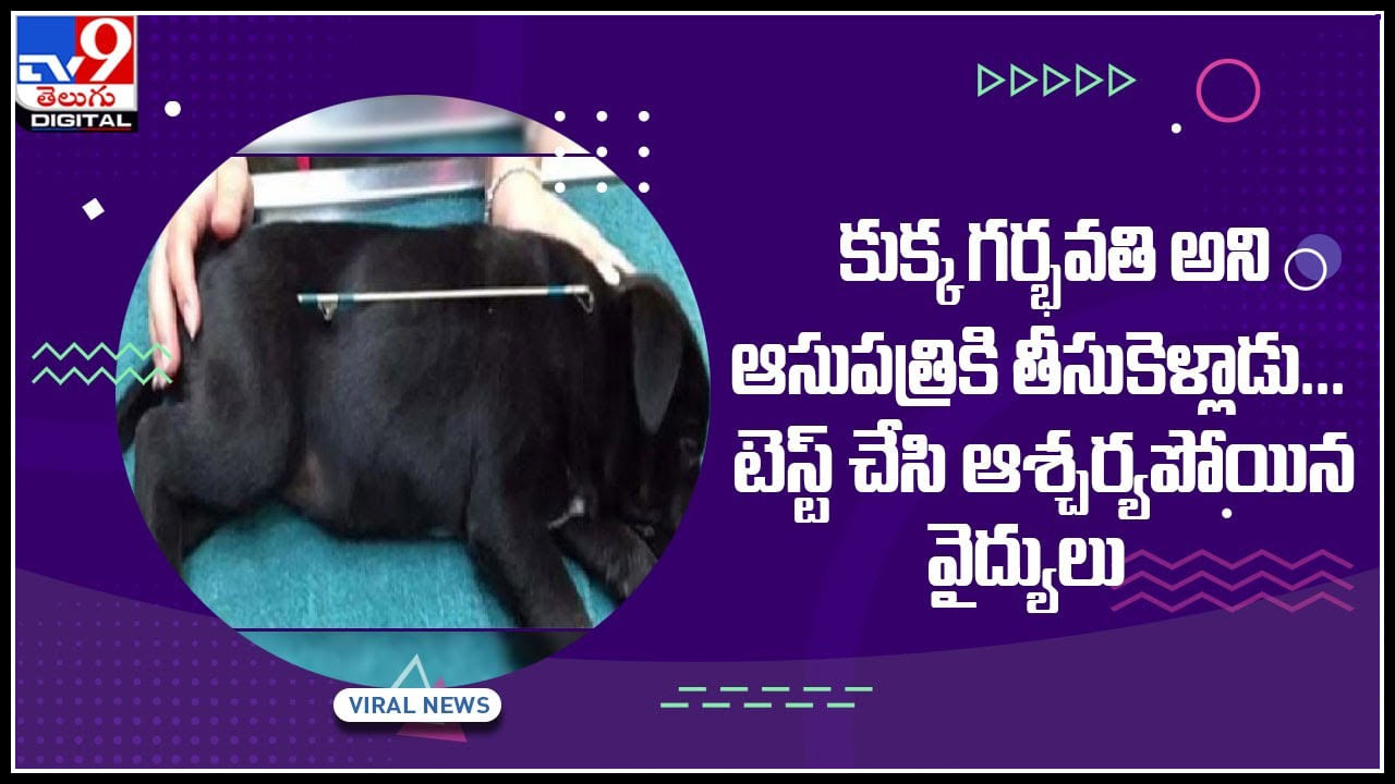 Dog Viral Video: కుక్క గర్భవతి అని ఆసుపత్రికి తీసుకెళ్లాడు... టెస్ట్‌ చేసి ఆశ్చర్యపోయిన వైద్యులు.. షాక్‌కు గురి చేస్తున్న వీడియో..