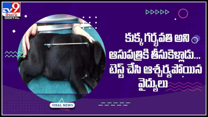 Dog Viral Video: కుక్క గర్భవతి అని ఆసుపత్రికి తీసుకెళ్లాడు... టెస్ట్ చేసి ఆశ్చర్యపోయిన వైద్యులు.. షాక్కు గురి చేస్తున్న వీడియో.. Dog Viral Video: కుక్క గర్భవతి అని ఆసుపత్రికి తీసుకెళ్లాడు... టెస్ట్ చేసి ఆశ్చర్యపోయిన వైద్యులు.. షాక్కు గురి చేస్తున్న వీడియో..