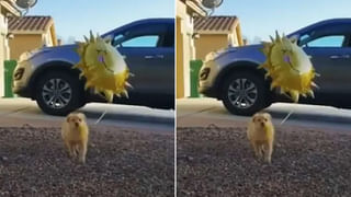 Viral Video: ఈ మొసలి మహాముదురు.. వీడియో చూస్తే షాకవ్వాల్సిందే..!