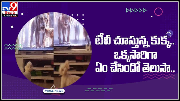Dog Watching TV: టీవీ చూస్తున్న కుక్క.. ఒక్కసారిగా ఏం చేసిందో తెలుసా..? ఆశ్చర్యపోతున్న నెటిజన్లు వైరల్ వీడియో.. Dog Watching TV: టీవీ చూస్తున్న కుక్క.. ఒక్కసారిగా ఏం చేసిందో తెలుసా..? ఆశ్చర్యపోతున్న నెటిజన్లు వైరల్ వీడియో..