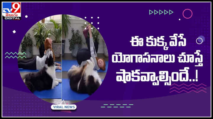 Dog Viral Video: ఈ కుక్క వేసే యోగాసనాలు చూస్తే షాకవ్వాల్సిందే..! వైరల్ అవుతున్న సూపర్ వీడియో.. Dog Viral Video: ఈ కుక్క వేసే యోగాసనాలు చూస్తే షాకవ్వాల్సిందే..! వైరల్ అవుతున్న సూపర్ వీడియో..