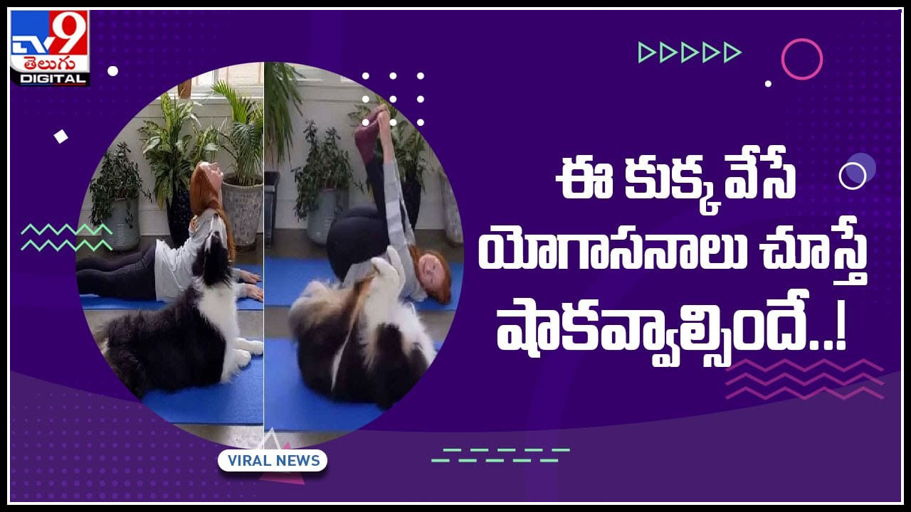 Dog Viral Video: ఈ కుక్క వేసే యోగాసనాలు చూస్తే షాకవ్వాల్సిందే..! వైరల్‌ అవుతున్న సూపర్ వీడియో..