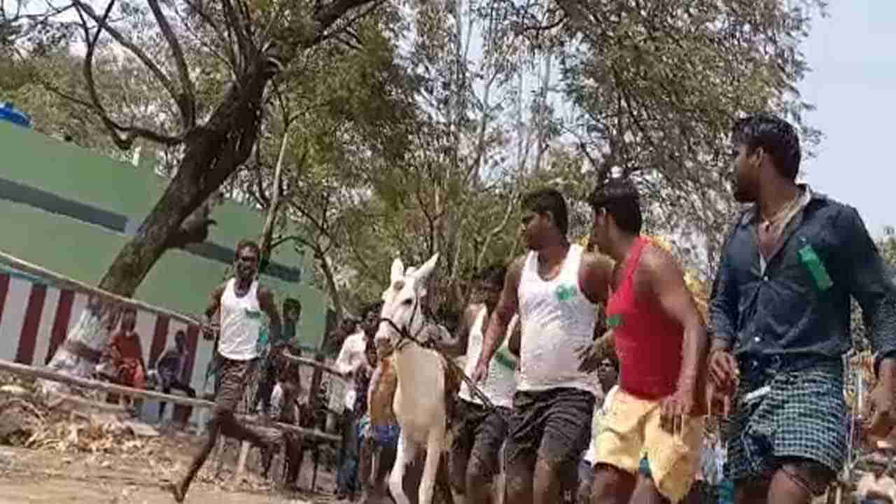 Donkey Race: ఘనంగా శ్రీజంబులా పరమేశ్వరి అమ్మవారి తిరునాళ్లు.. గాడిదల బలప్రదర్శన పోటీలు