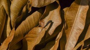 Dried Mango Leaves: అక్కడ ఎండిన మామిడాకులకు ఫుల్ డిమాండ్.. కిలో రూ. 150కి కొనుగోలు.. రైతులు హర్షం..